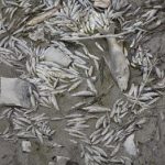 برداشت بی رویه آب از رودخانه دره شور دهدشت سبب تلف شدن آبزیان شد