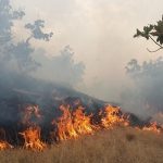 ۱۵هکتار از جنگلهای بلوط شهرستان چرام در آتش سوخت