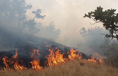 ۱۵هکتار از جنگلهای بلوط شهرستان چرام در آتش سوخت