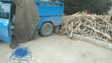 دستگیری عاملان تخریب و قطع درختان تاغ در شهرستان سمنان