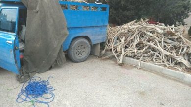 کشف ۲تن  چوب قاچاق تاغ در شهرستان گرمسار