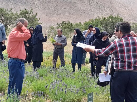 بهره برداران مراتع استان سمنان نسبت به تمدید پروانه چرای دام اقدام کنند