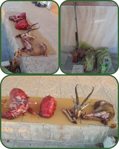 دستگیری شکارچیان آهو در پارک ملی توران