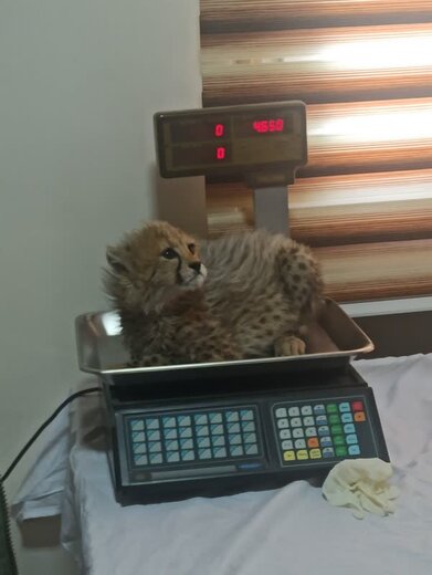 آذر و توران پشتوانه یوزهای در طبیعت هستند