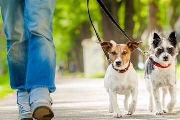 شهرداری باز هم اعلام کرد: ممنوعیت ورود سگ به بوستانهای تهران