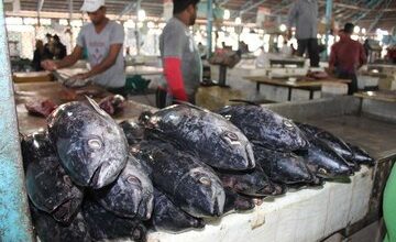 عرضه مستقیم ماهی در بازار صادقیه بندرعباس