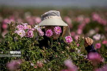 پیش‌بینی برداشت ۲۸۰۰ تُن گل محمدی در خراسان رضوی