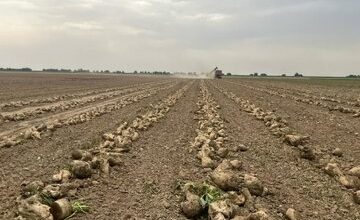 آغاز برداشت چغندر قند شهرستان کارون