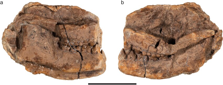 این جانور یک کیلوگرمی، جد گاو و گوزن است / عکس