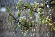 سازمان هواشناسی اعلام کرد:آغاز سامانه جدید بارشی از امروز؛ آسیب به محصولات کشاورزان