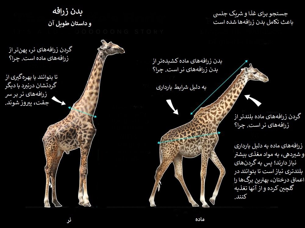 راز گردن عجیب زرافه‌ها فاش شد: رقابت در همسریابی! / اینفوگرافیک