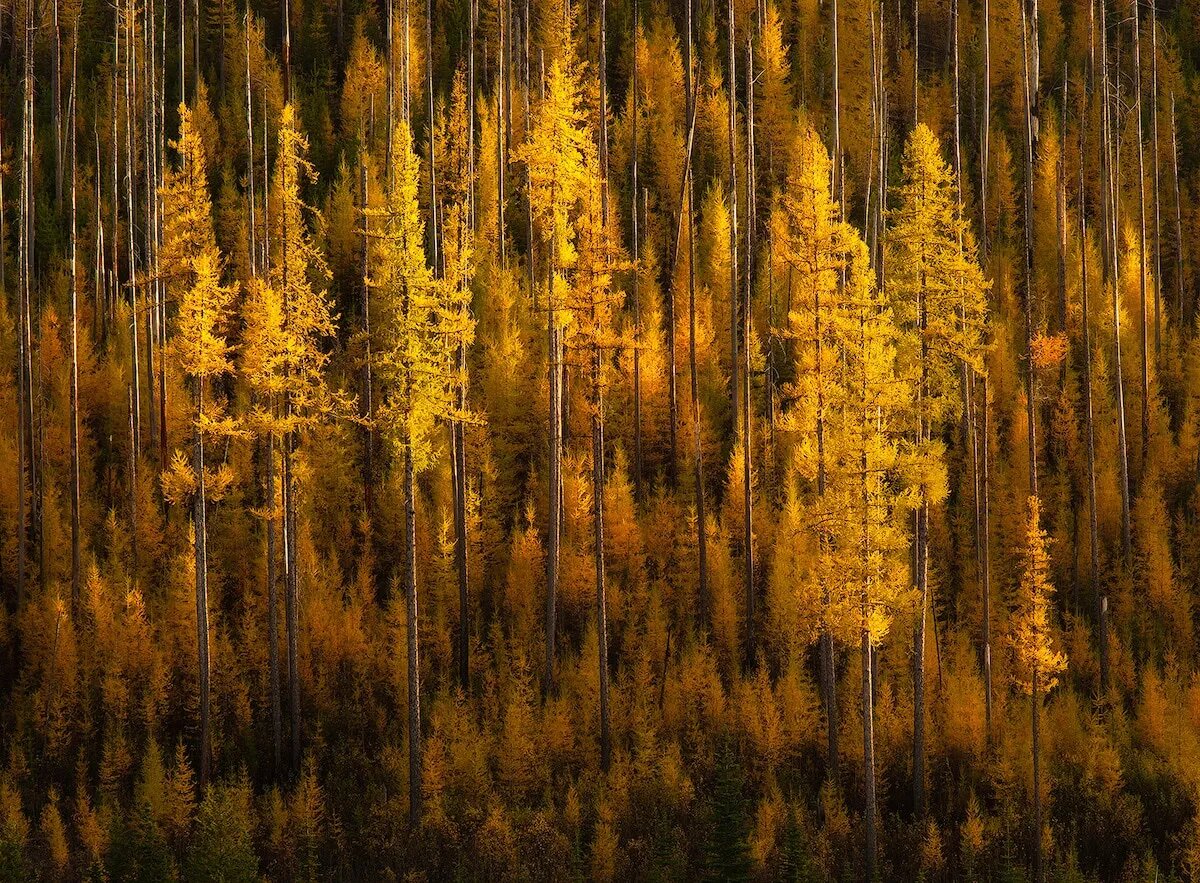 درختان زرد پاییزی رشته کوه کتل شرمن پس  واشنگتن