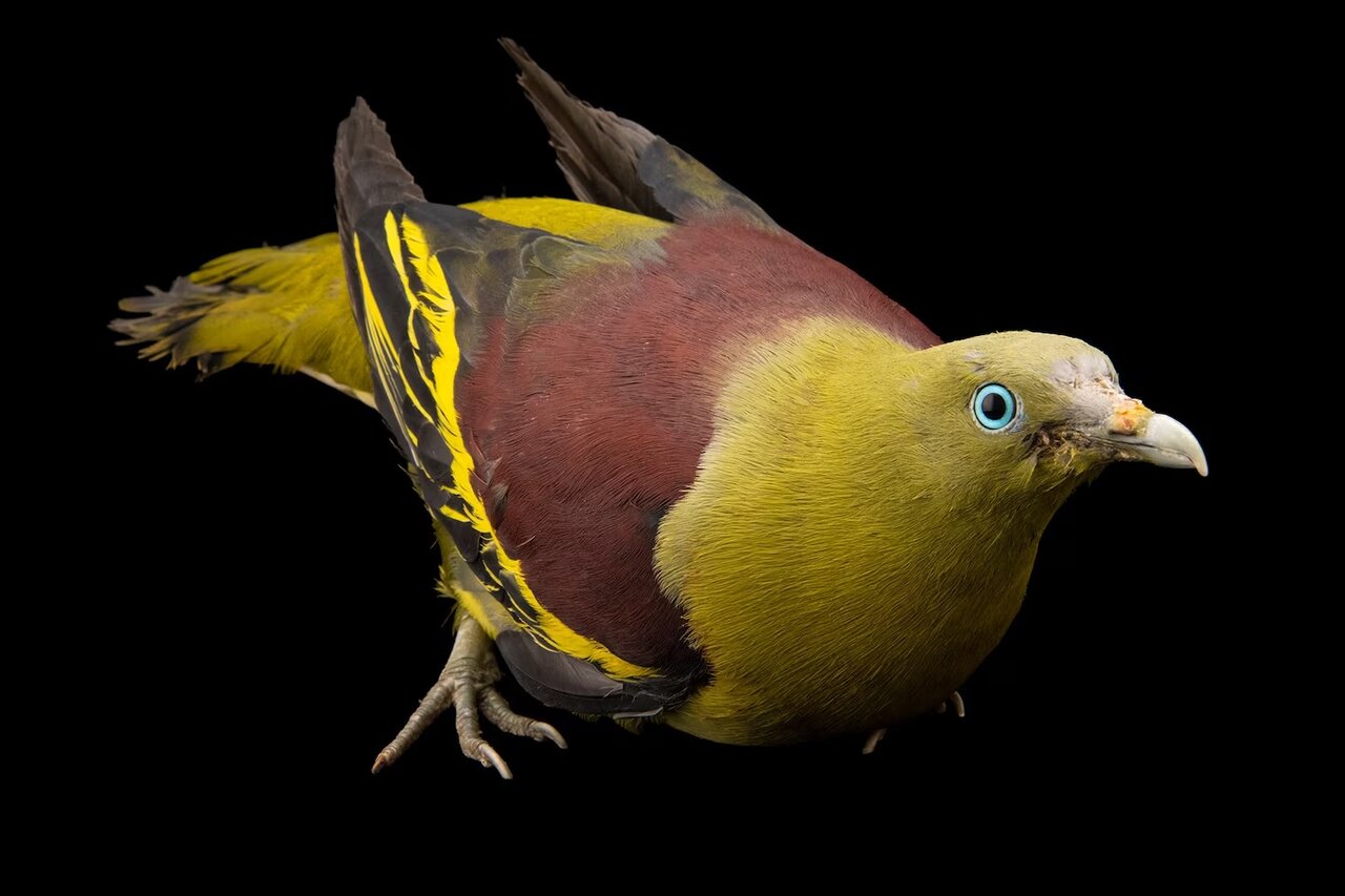 گزارش تصویری| دنیای رنگارنگ کبوترها؛ تا به حال کبوتر 2 میلیون دلاری دیده‌اید؟