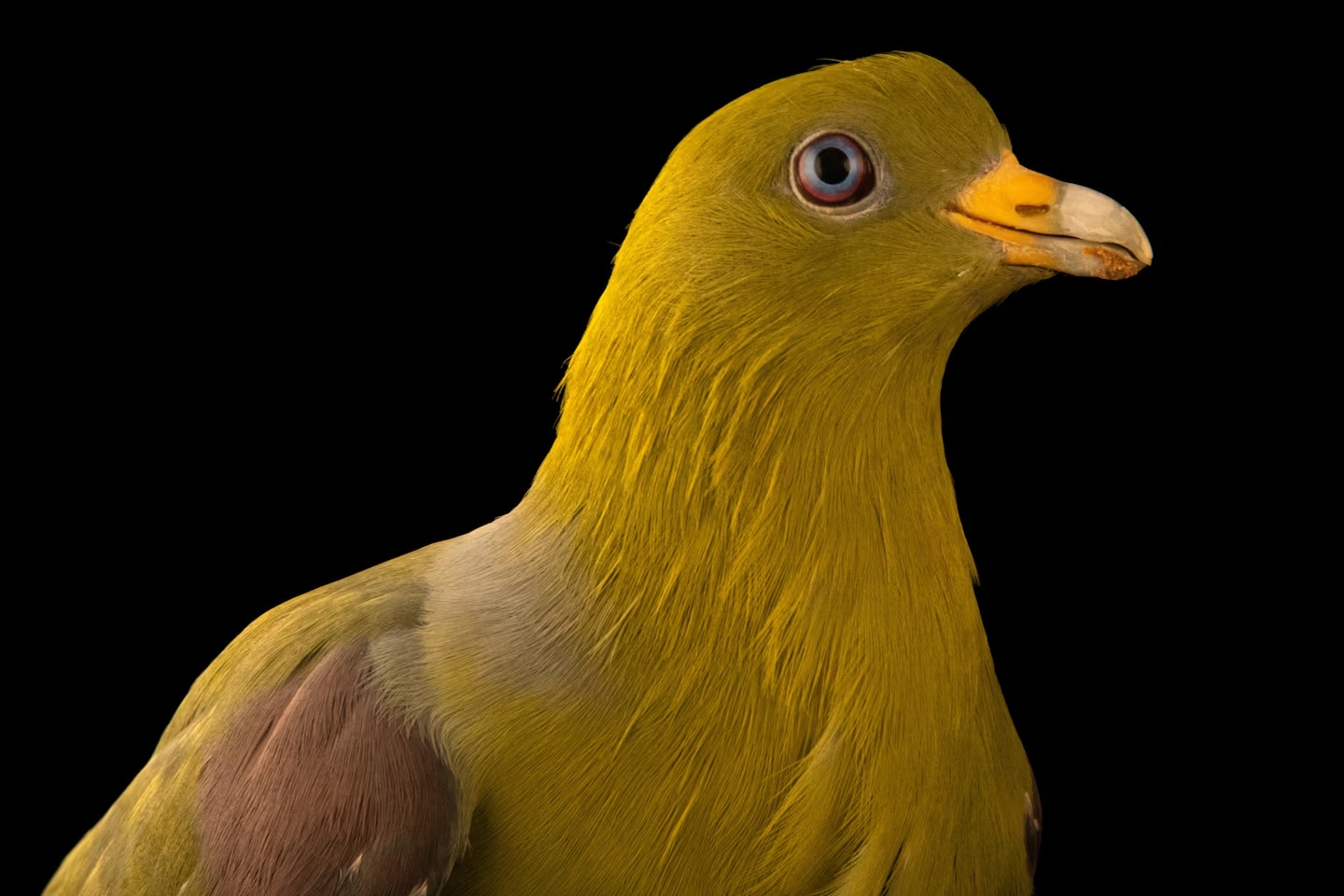 گزارش تصویری| دنیای رنگارنگ کبوترها؛ تا به حال کبوتر 2 میلیون دلاری دیده‌اید؟