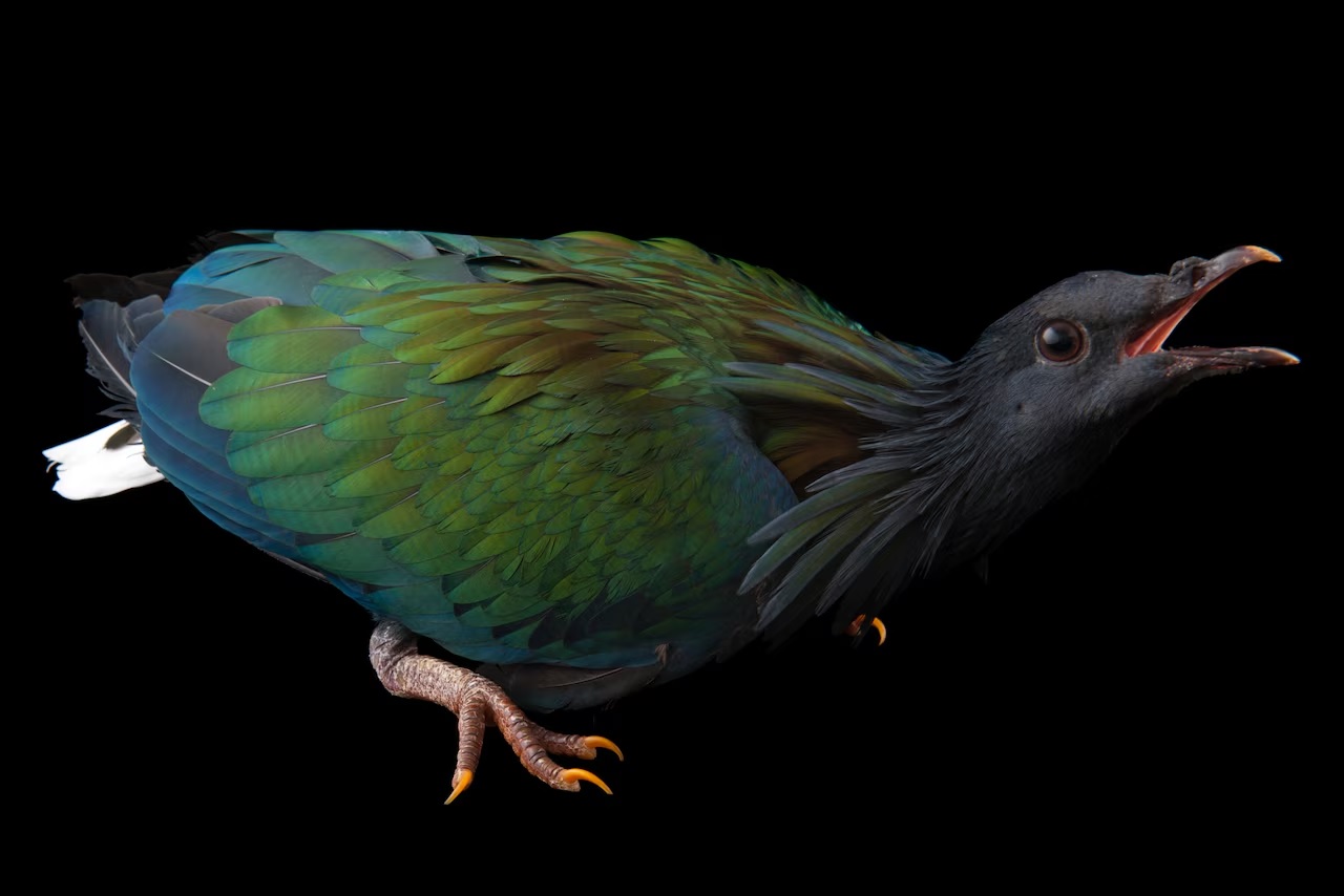 گزارش تصویری| دنیای رنگارنگ کبوترها؛ تا به حال کبوتر 2 میلیون دلاری دیده‌اید؟