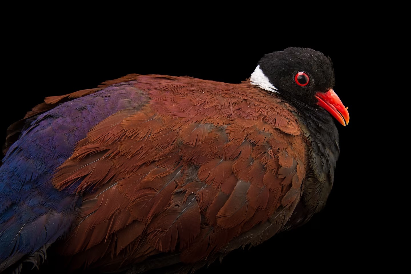 گزارش تصویری| دنیای رنگارنگ کبوترها؛ تا به حال کبوتر 2 میلیون دلاری دیده‌اید؟