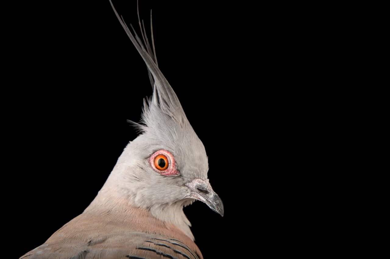 گزارش تصویری| دنیای رنگارنگ کبوترها؛ تا به حال کبوتر 2 میلیون دلاری دیده‌اید؟