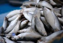 ۶ نقطه در شهر بندرعباس برای عرضه ماهی تازه جانمایی شد