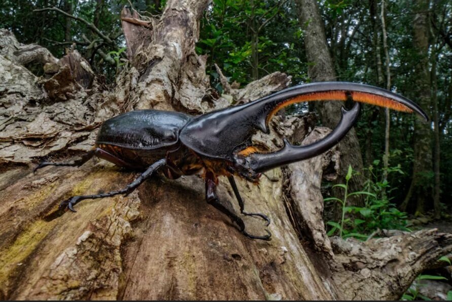 غولپیکرترین حشرات جهان، از چوبک ۶۰ سانتیمتری تا جیرجیرک ۱۰۰ گرمی / گزارش تصویری