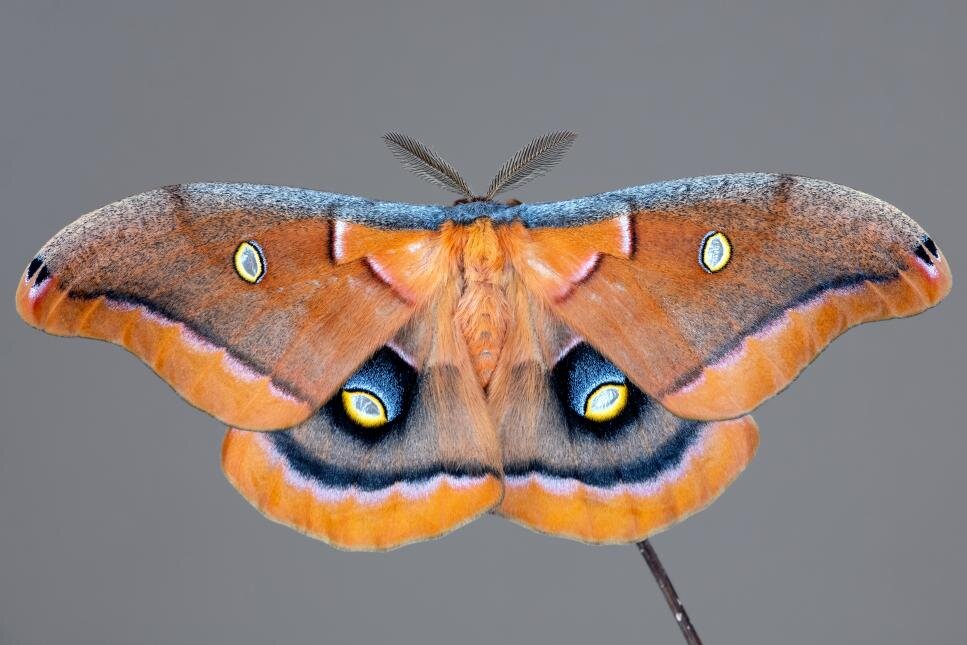 غولپیکرترین حشرات جهان، از چوبک ۶۰ سانتیمتری تا جیرجیرک ۱۰۰ گرمی / گزارش تصویری
