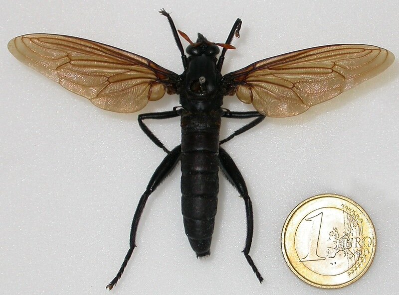 غولپیکرترین حشرات جهان، از چوبک ۶۰ سانتیمتری تا جیرجیرک ۱۰۰ گرمی / گزارش تصویری