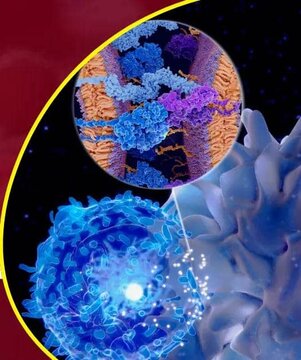 برای اولین‌بار توسط محققان خوزستانی صورت گرفت؛تهیه واکسن‌های لنفوسیتی برای جلوگیری از سِقط جنین با کمترین عارضه