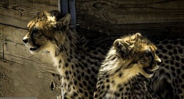 مدیریت مناطق چهارگانه با حفاظت زیستگاههای محیط زیست همسو باشد