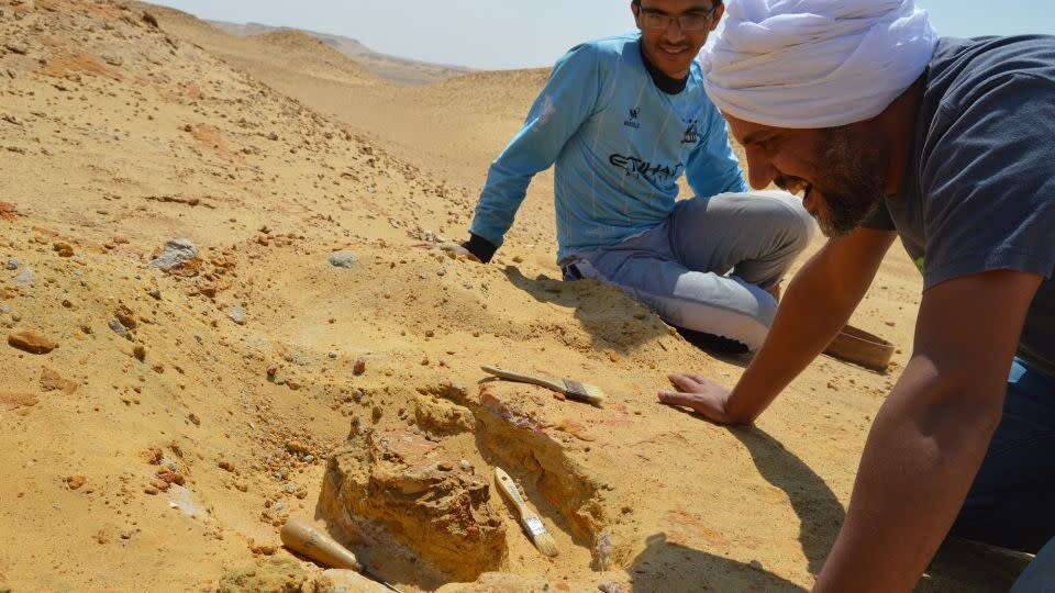 پیتبول غولپیکر، در غیاب شیر، سلطان جنگل بود؟