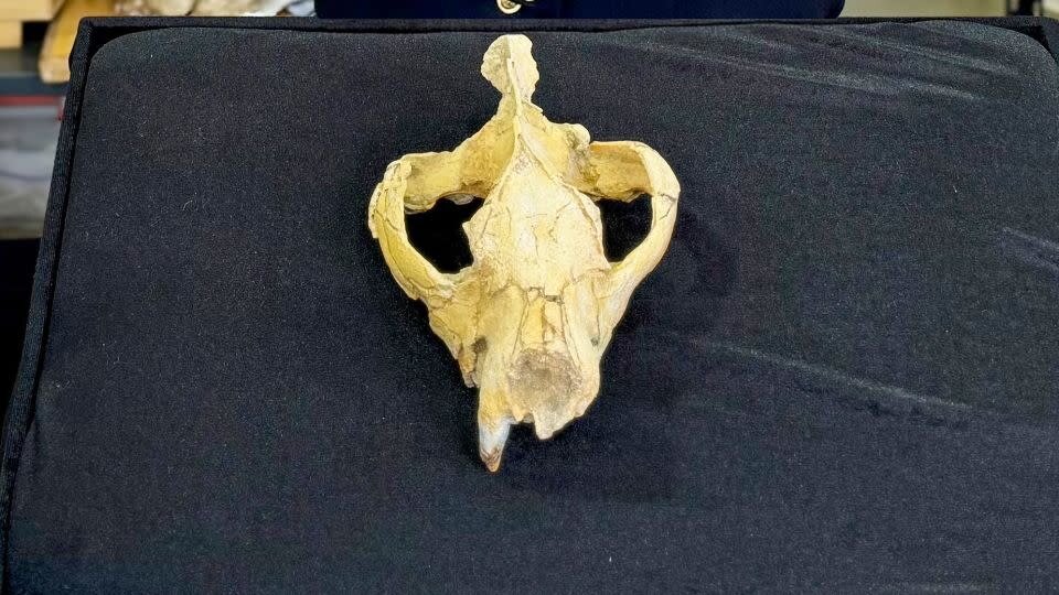 پیتبول غولپیکر، در غیاب شیر، سلطان جنگل بود؟