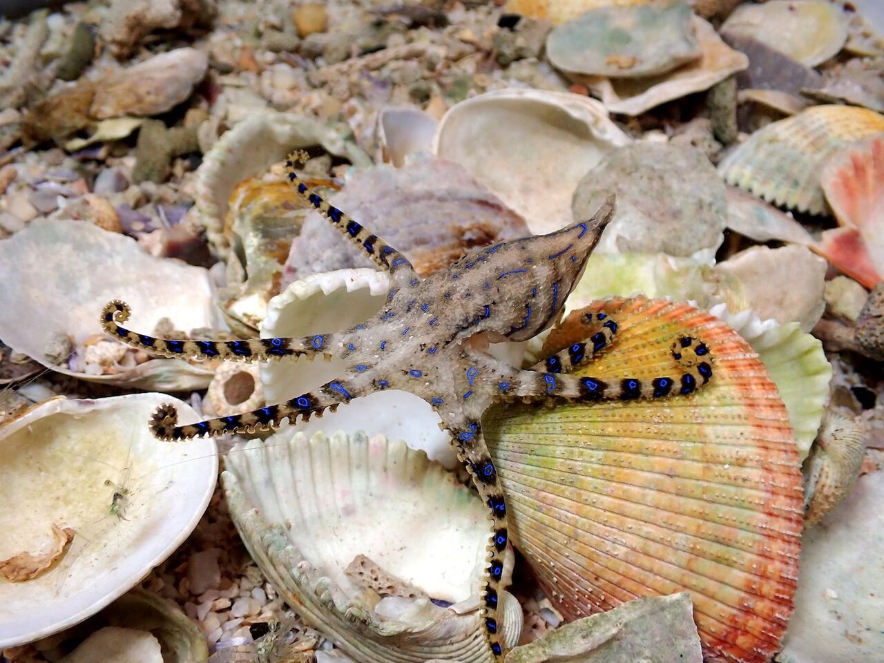 اختاپوسهای قاتل؛ چرا نرها برای جفتگیری، مادهها را مسموم میکنند؟