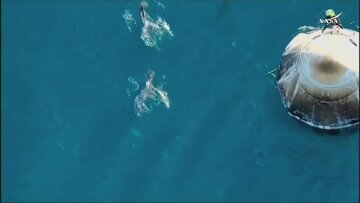 استقبال دلفینها از فضانوردان بازگشته به زمین / عکس