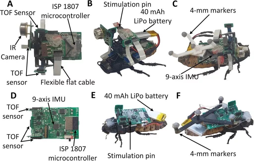 تبدیل سوسک به سایبورگهایی قدرتمند در مسیریابی!