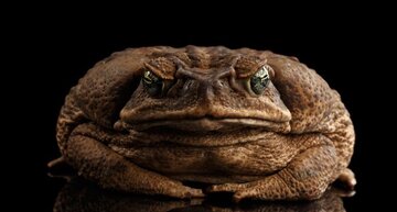 «تودزیلا»، یکی از مرگبارترین و مخربترین جانوران زمین