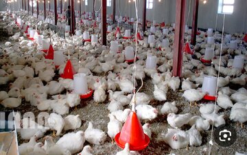 تولید ۲۶۰ هزار تُن مرغ در گیلان؛ برخی دنبال ایجاد التهاب هستند