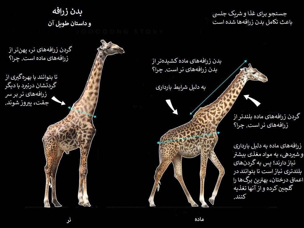 راز گردن دراز و عجیب زرافهها چیست؟