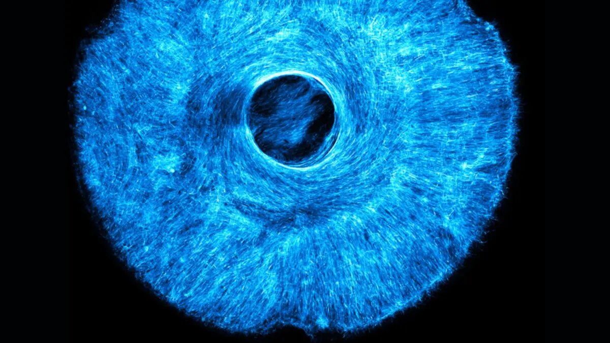 رباتهایی با عضلات واقعی/ MIT فناوری باورنکردنی خود را معرفی کرد