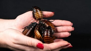 شیر سوسک جایگزین شیر گاو میشود؟