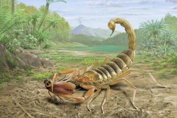 عکس | عقرب غولپیکری که در کنار دایناسورها زندگی میکرد