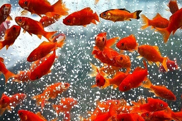 قیمت ماهی قرمز در نوروز ۱۴۰۴ 