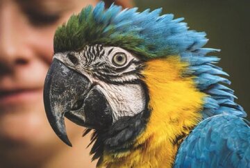 مغز طوطیها و انسانها شبیهاند / طوطیها چه میگویند؟