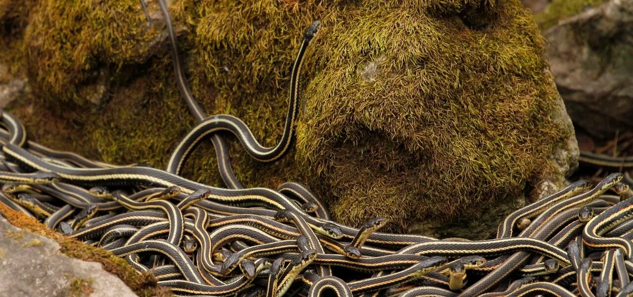 هجوم ۷۵۰۰۰ مار به جاده؛ بزرگترین مهمانی مارها در دنیا