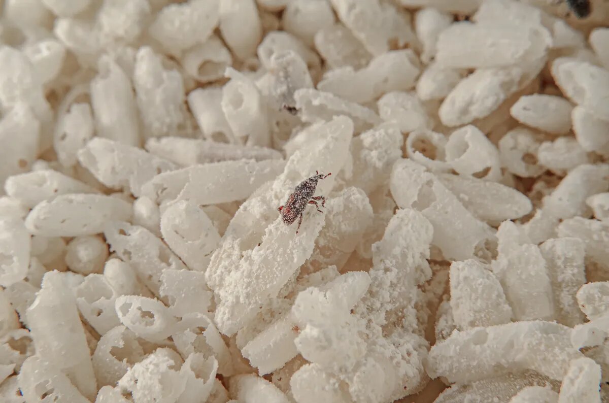 چرا باید برنج را شست؟ / پای یک حشره کوچک در میان است