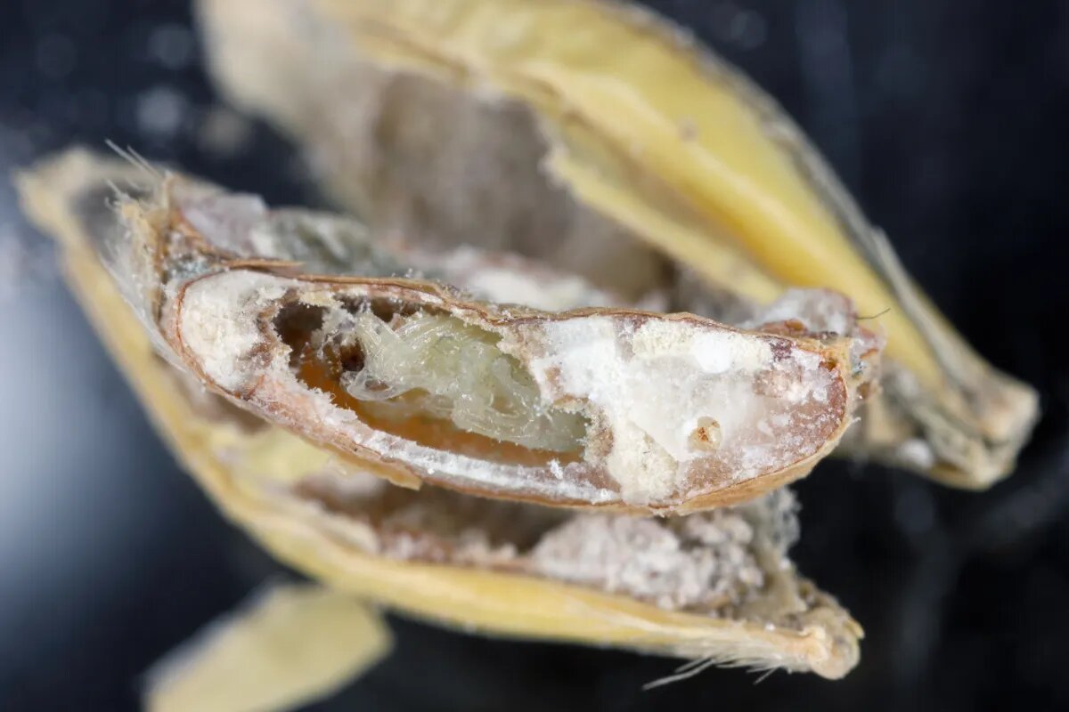 چرا باید برنج را شست؟ / پای یک حشره کوچک در میان است