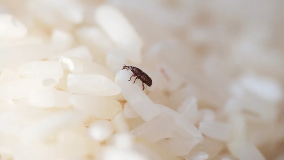 چرا باید برنج را شست؟ / پای یک حشره کوچک در میان است