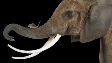 کدام موجودات بیشتر سرطان میگیرند؟