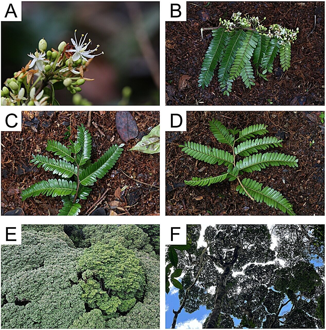 کشف درختی ۳۰۰۰ ساله در تانزانیا