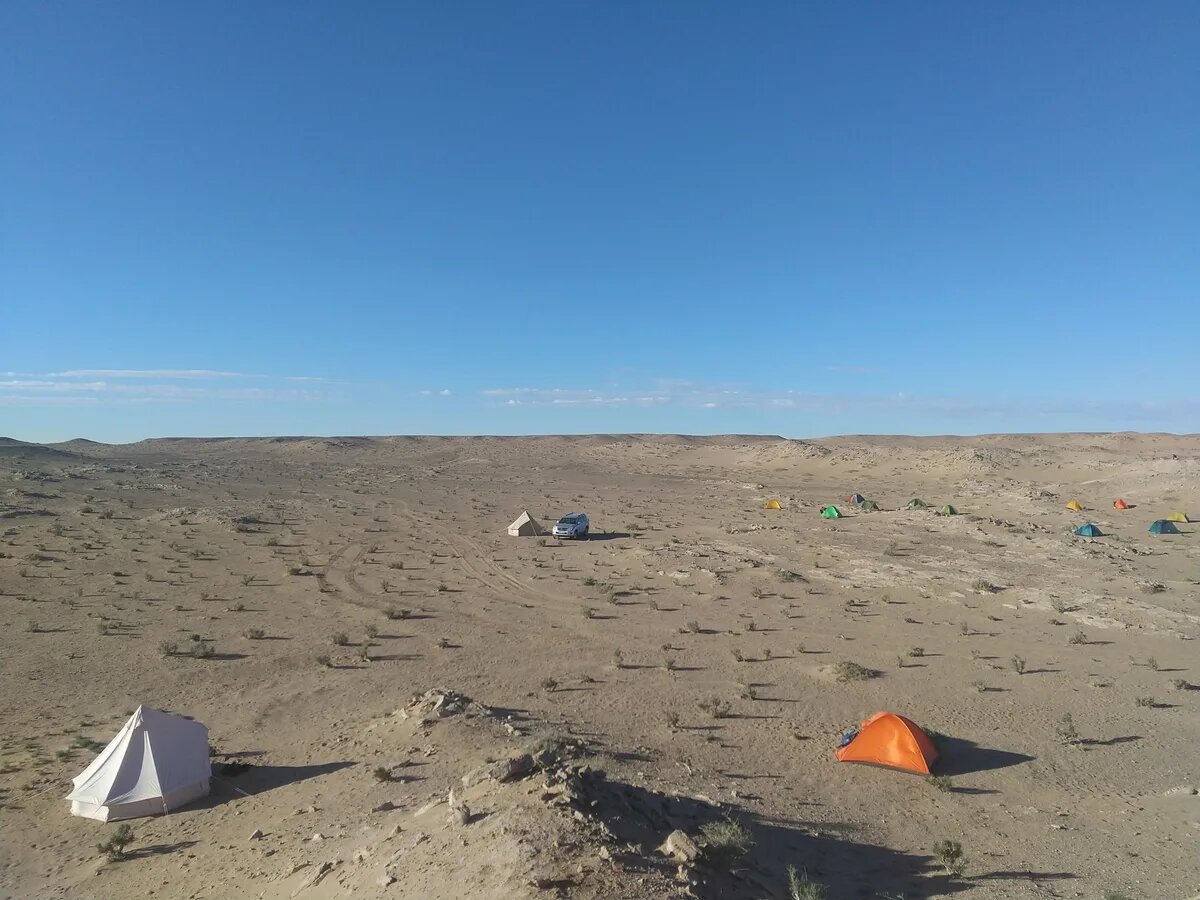 کشف گونه جدید دایناسور دو انگشتی در مغولستان /عکس