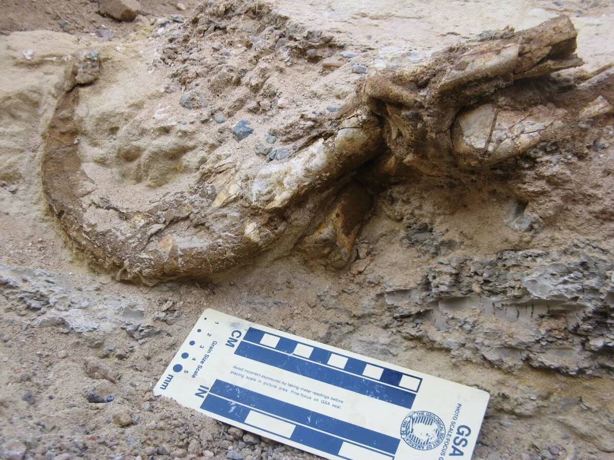 کشف گونه جدید دایناسور دو انگشتی در مغولستان /عکس