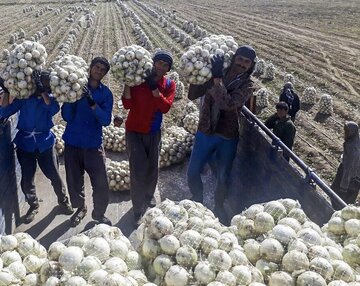 آغاز خرید تضمینی پیاز از کشاورزان جنوب کرمان ؛ به زودی