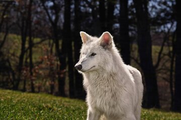 آیا دانشمندان واقعاً گرگ وحشت را به زندگی بازگردانده‌اند؟